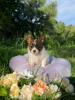 Voir le Chien