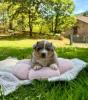 Voir le Chien