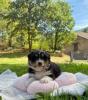 Voir le Chien