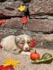 Voir le Chien